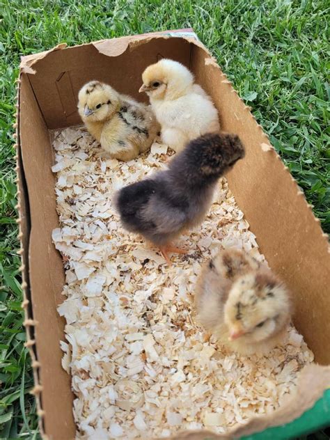 easter eggers for sale|easter eggers for sale near me.